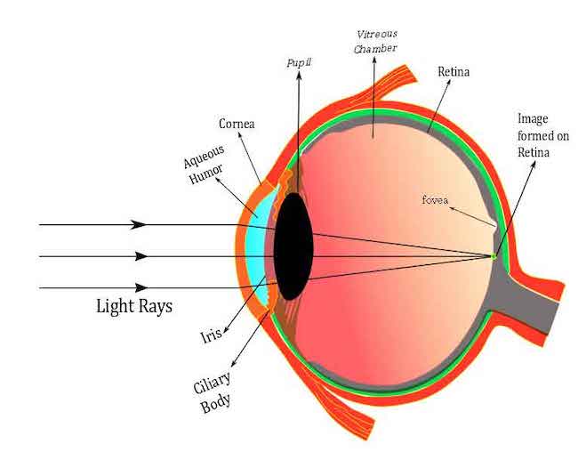 Diagram of the eye and retina